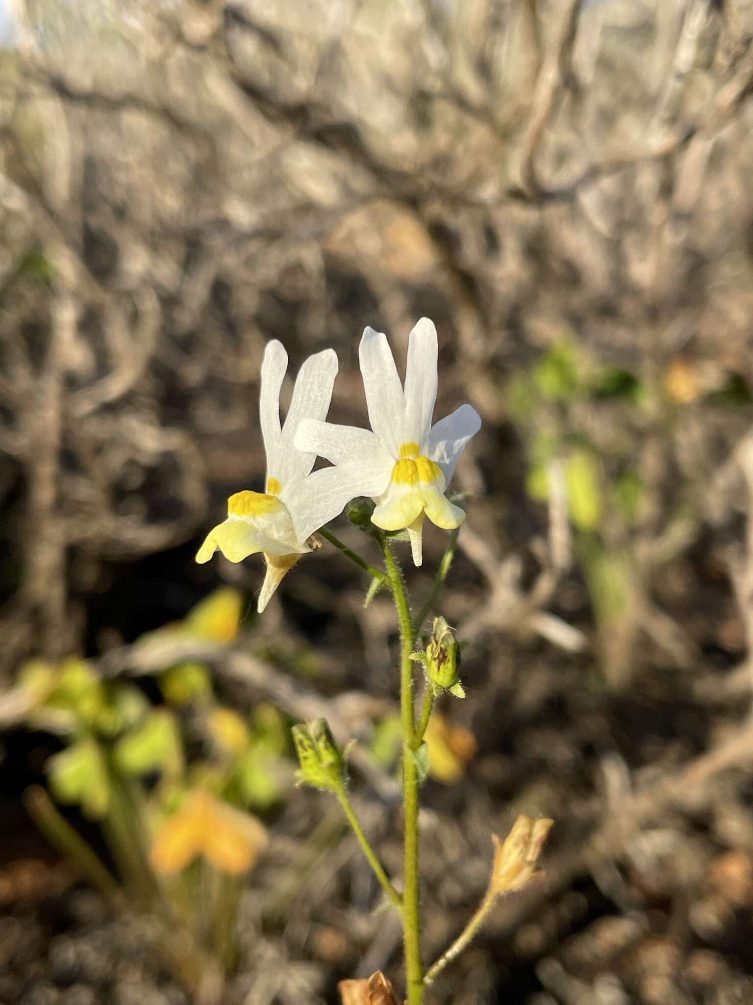 Image of Nemesia anisocarpa E. Mey. ex Benth.