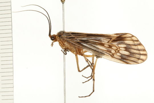 Image of <i>Hydatophylax argus</i> (Harris 1869)