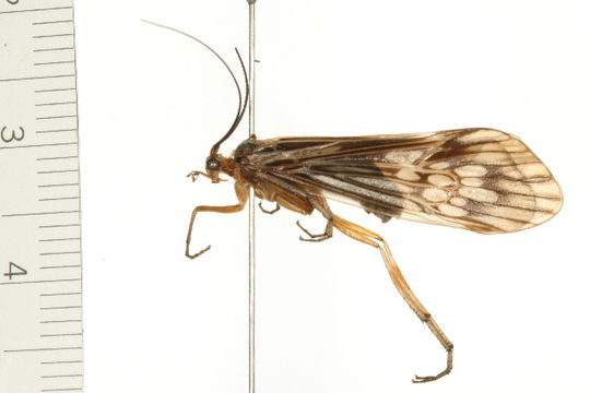 Image of <i>Hydatophylax argus</i> (Harris 1869)