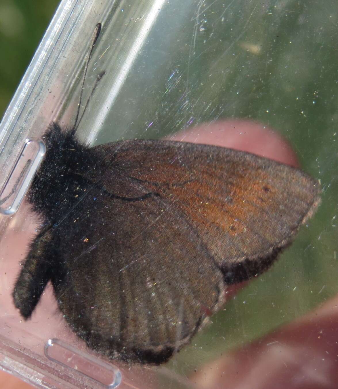 Image of Mountain Ringlet