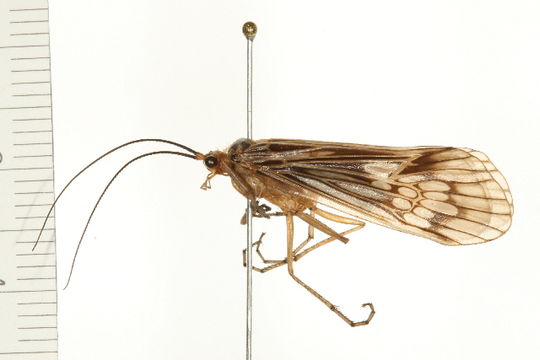 Image of <i>Hydatophylax argus</i> (Harris 1869)