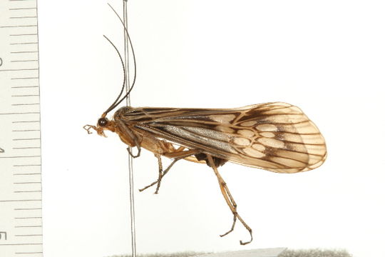Image of <i>Hydatophylax argus</i> (Harris 1869)