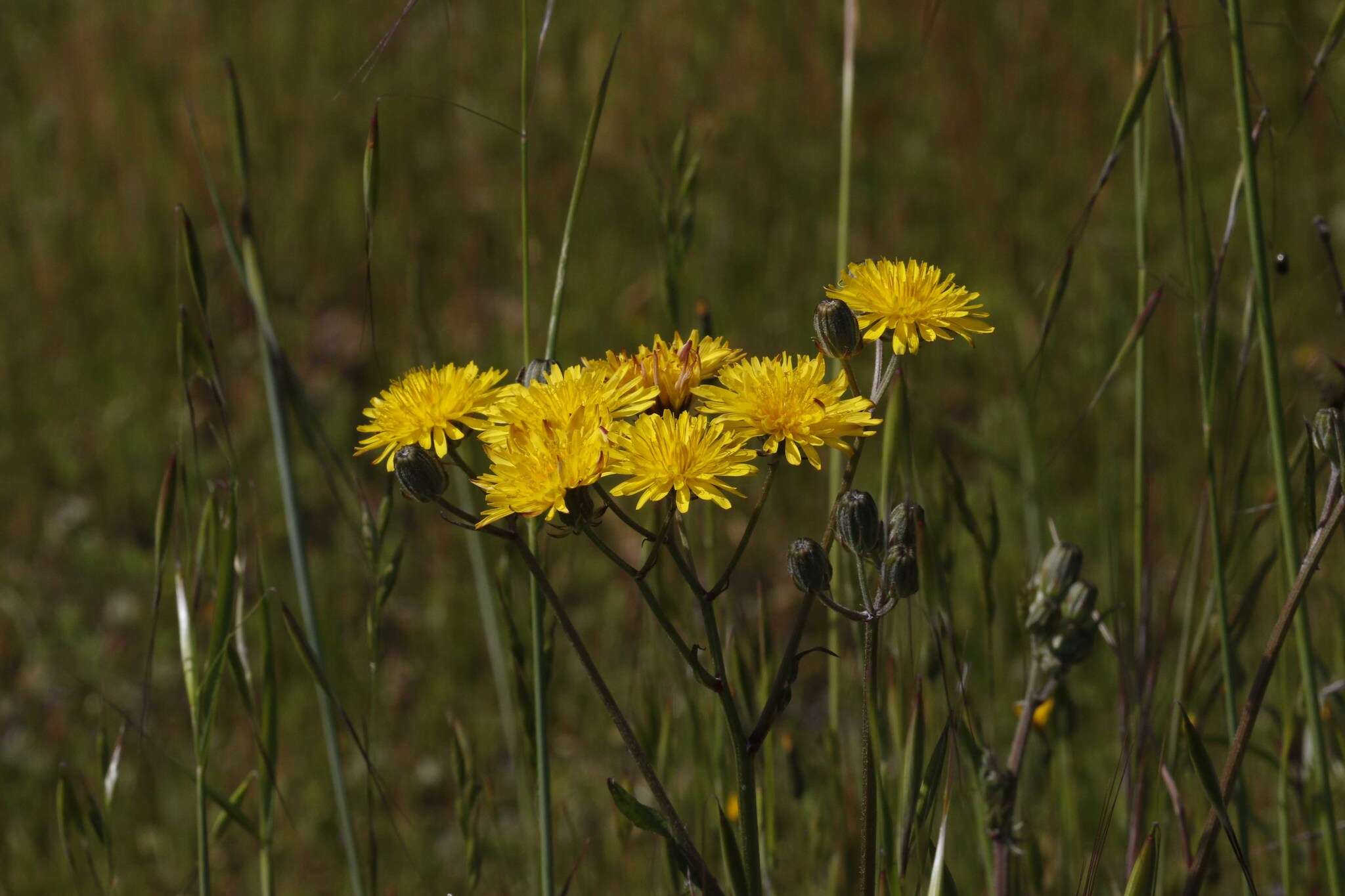 Image of Crepis vesicaria subsp. taraxacifolia (Thuill.) Thell.