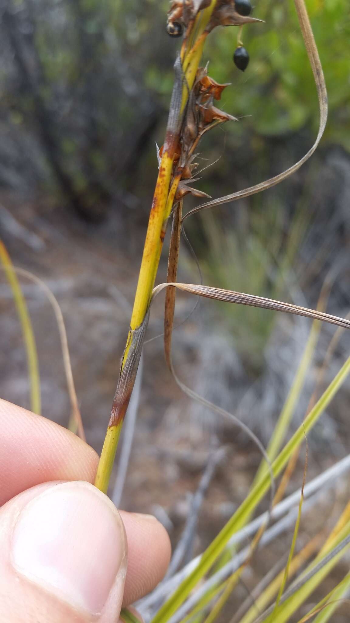 Imagem de Morelotia gahniiformis Gaudich.