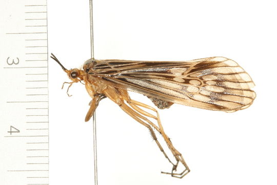 Image of <i>Hydatophylax argus</i> (Harris 1869)