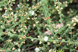 Слика од Acacia biflora R. Br.