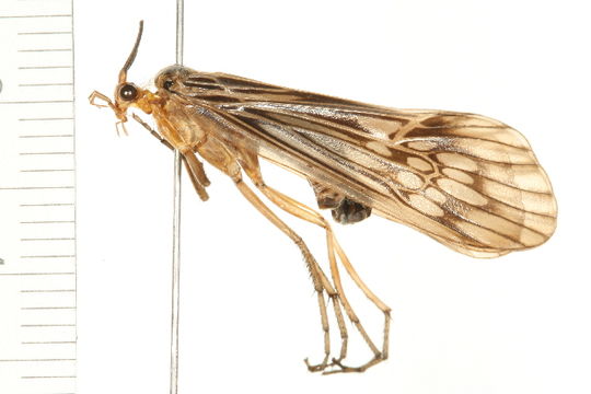 539.nbtri img 8353 1228768294 jpg.580x360