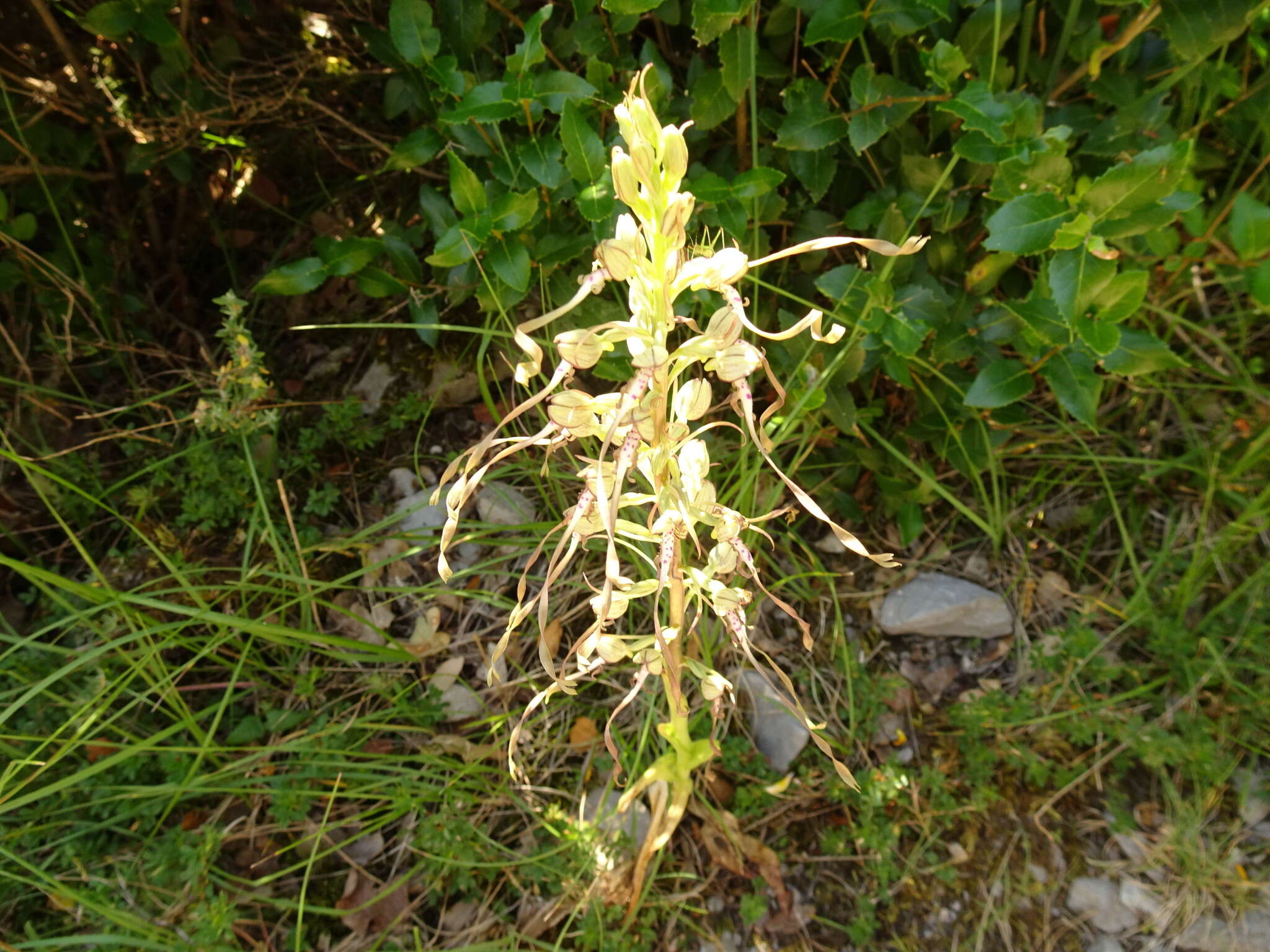 Image of Lizard orchid