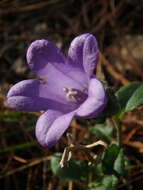 Image of Campanula komarovii Maleev