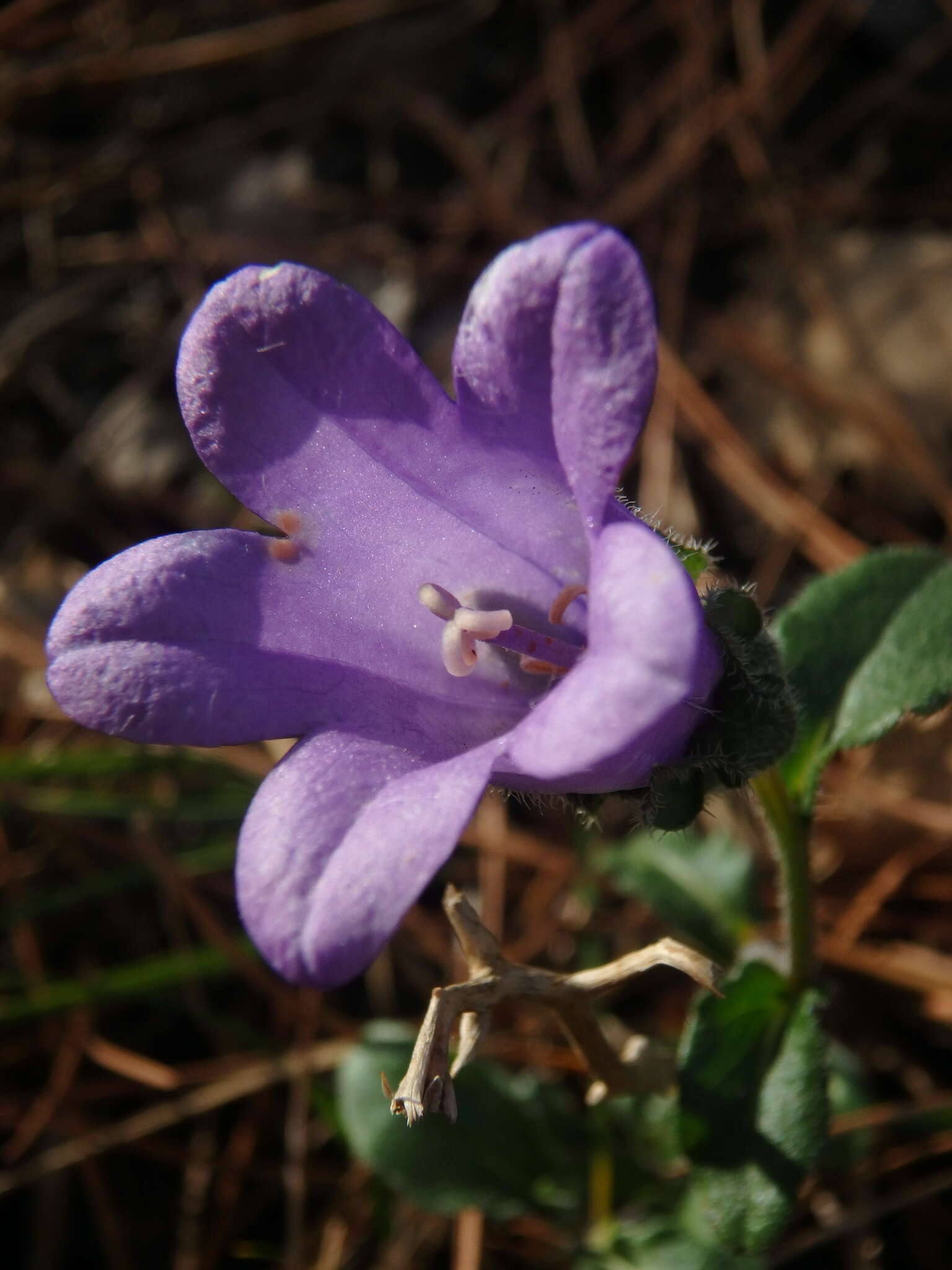 Image of Campanula komarovii Maleev