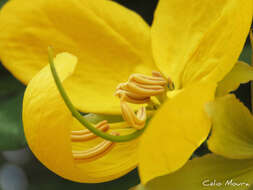 Senna splendida var. gloriosa H. S. Irwin & Barneby resmi