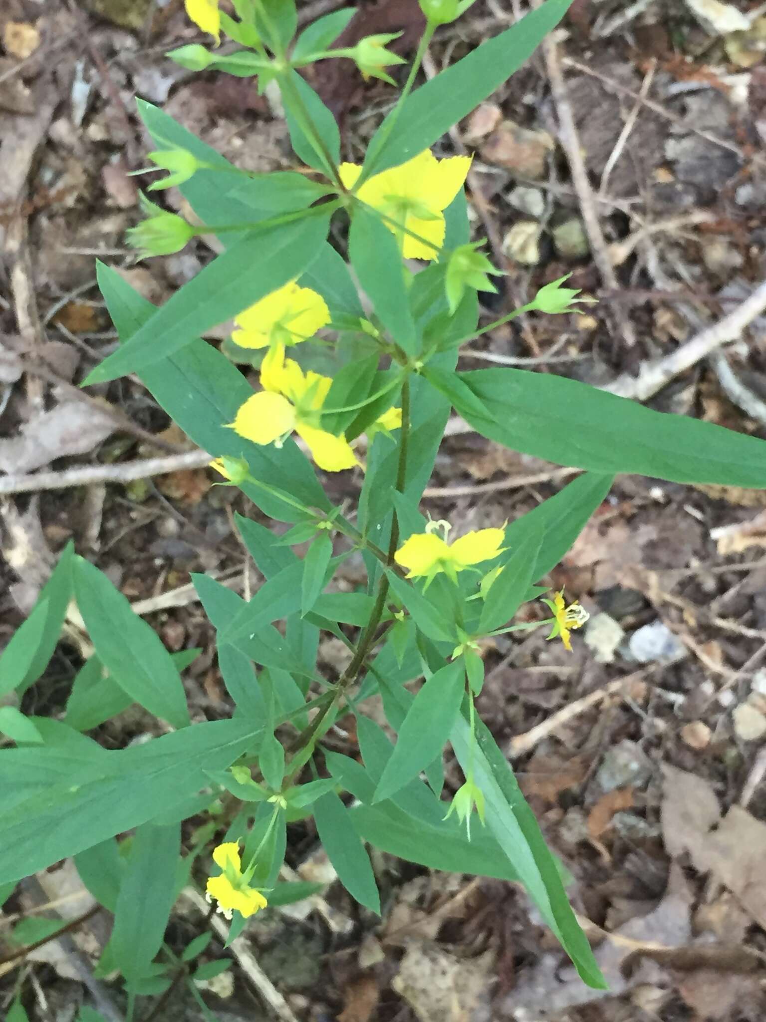 Image of Lysimachia lewisii D. Estes, J. T. Shaw & Maus.-Moon.