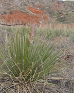 Image of plains yucca