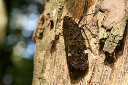 صورة Penthicodes (Ereosoma) variegata Guérin-Méneville 1829