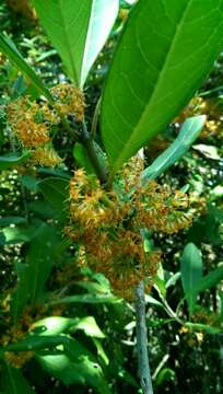 صورة Danais fragrans (Lam.) Pers.