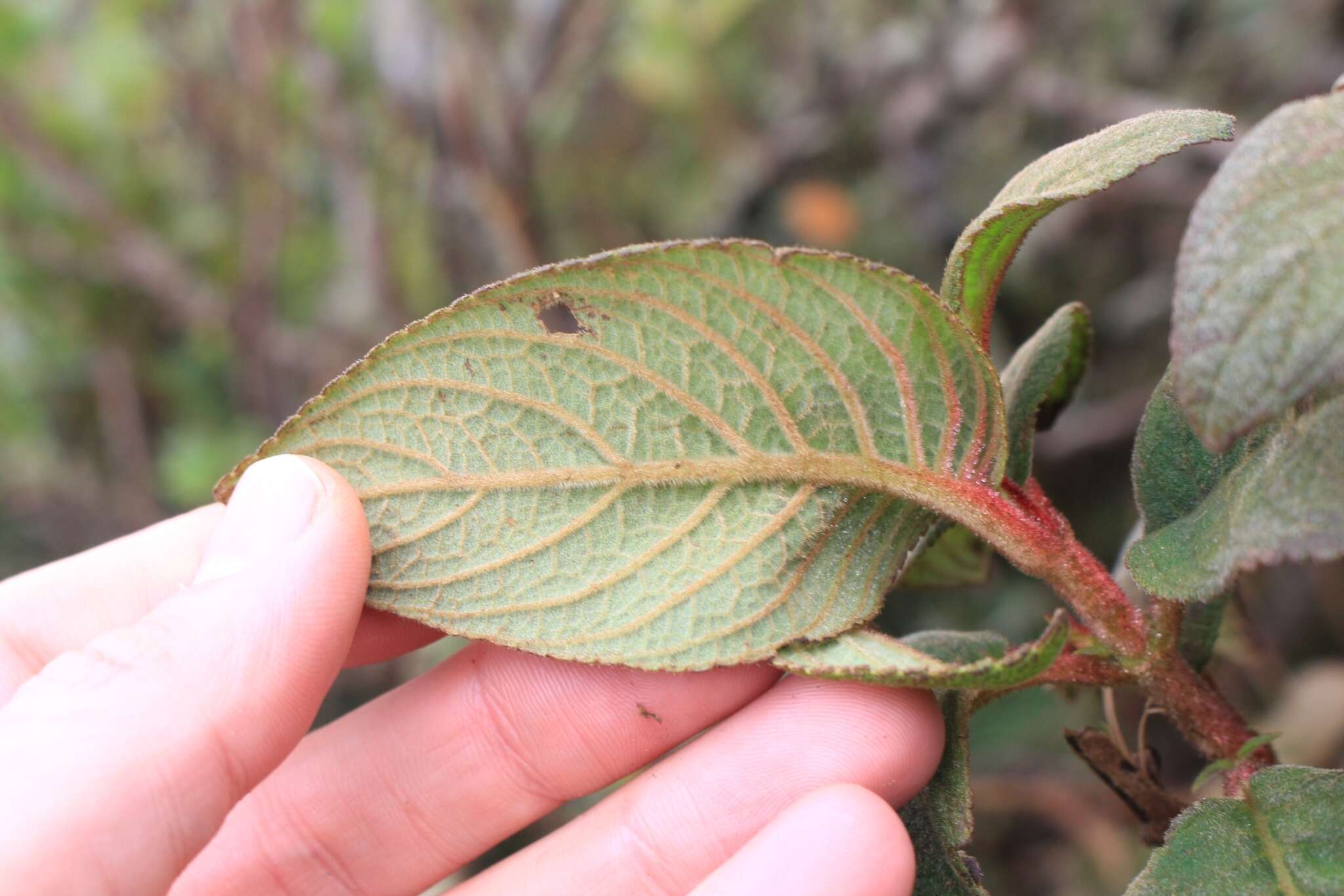 Image of Moussonia strigosa (C. V. Morton) Wiehler