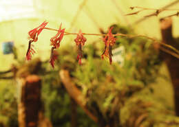 Image of Bulbophyllum tremulum Wight