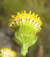 Image of Senecio paniculatus Berg.