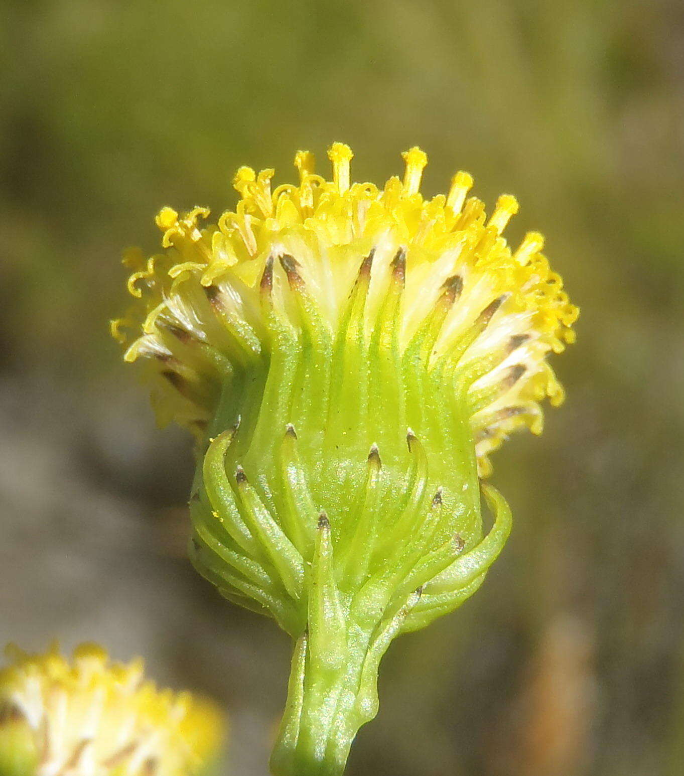 Image of Senecio paniculatus Berg.