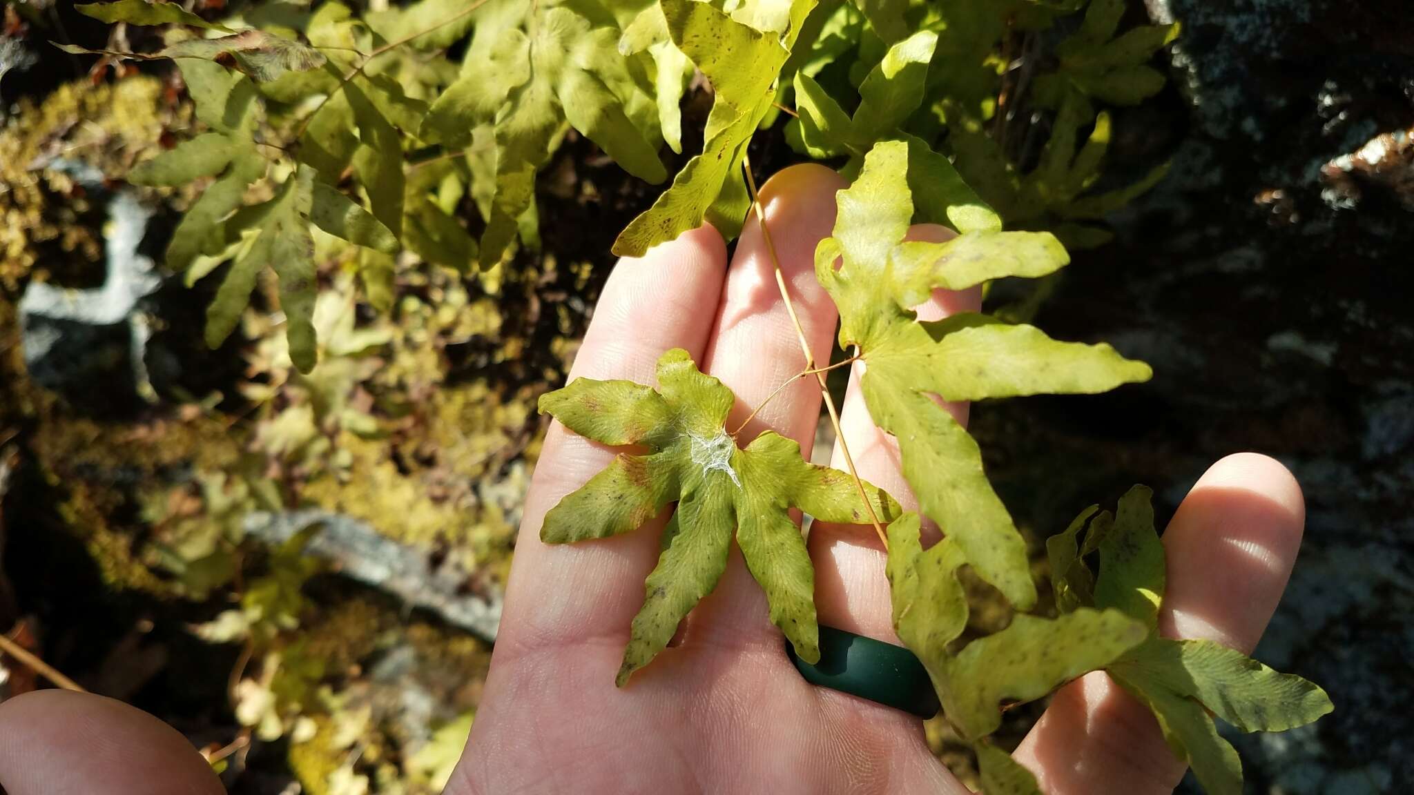 Image of American climbing fern