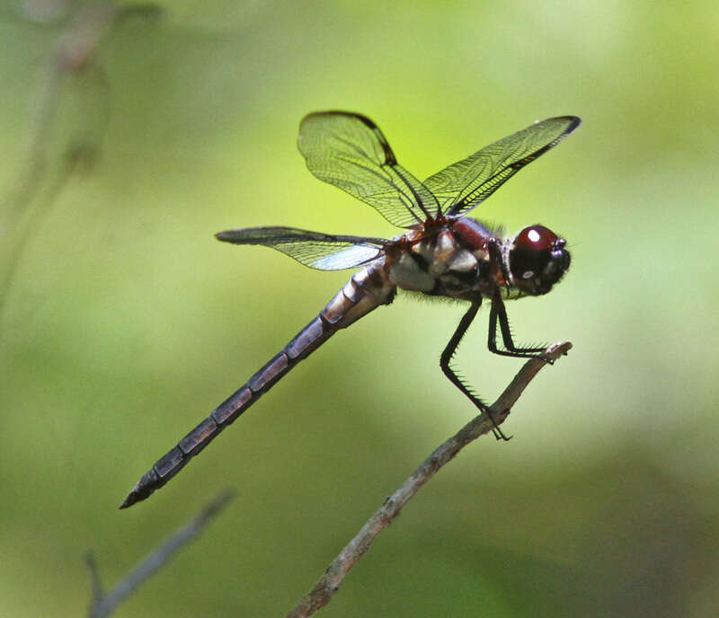 Image of Bar-winged Skimmer