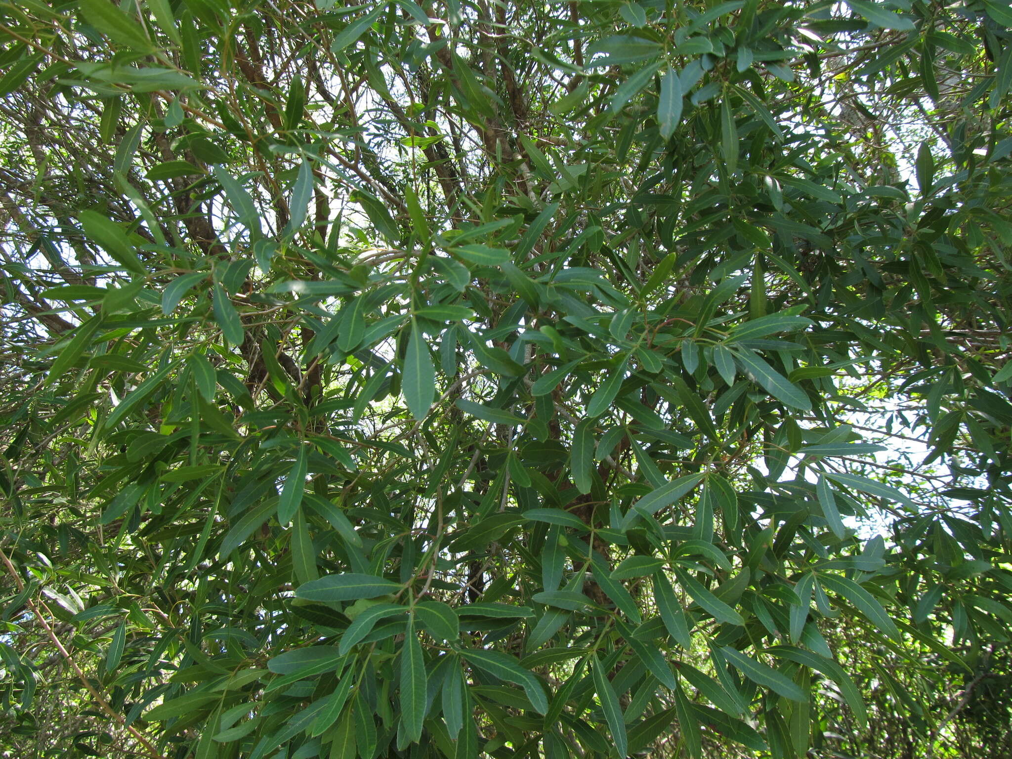 Image de Lithraea molleoides (Vell.) Engl.