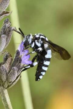 Image of Thyreus delumbatus (Vachal 1903)