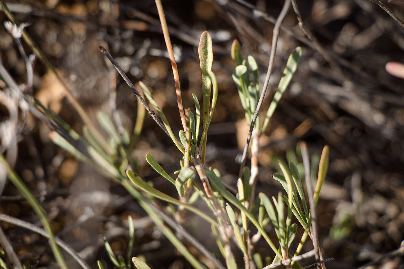 Sivun Limonium suffruticosum (L.) Kuntze kuva