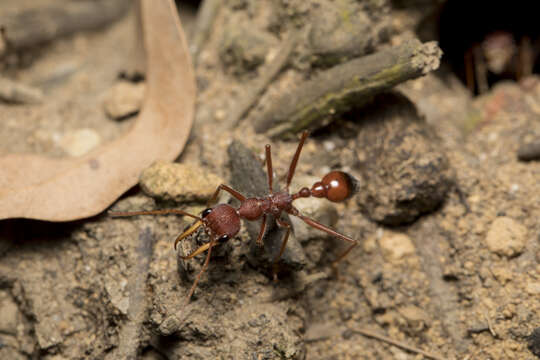 Imagem de Myrmecia gulosa (Fabricius 1775)