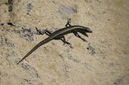 Image of Coastal snake-eyed skink