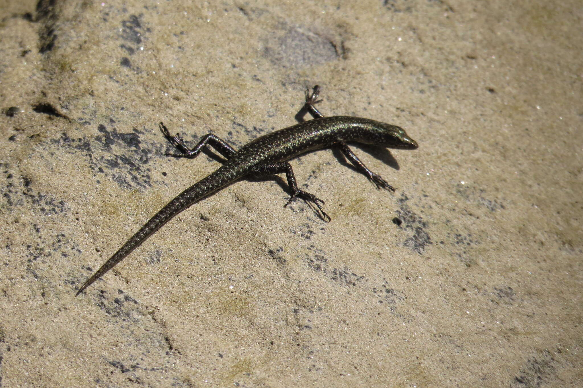 Image of Coastal snake-eyed skink