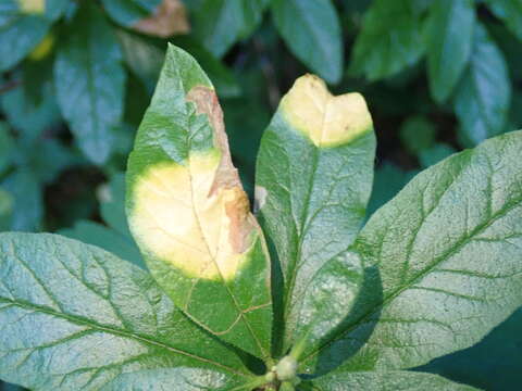 Imagem de Exobasidium burtii Zeller 1934