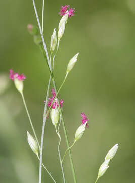 Plancia ëd Alexfloydia repens B. K. Simon