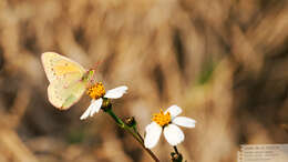 Image of <i>Colias <i>lesbia</i></i> lesbia