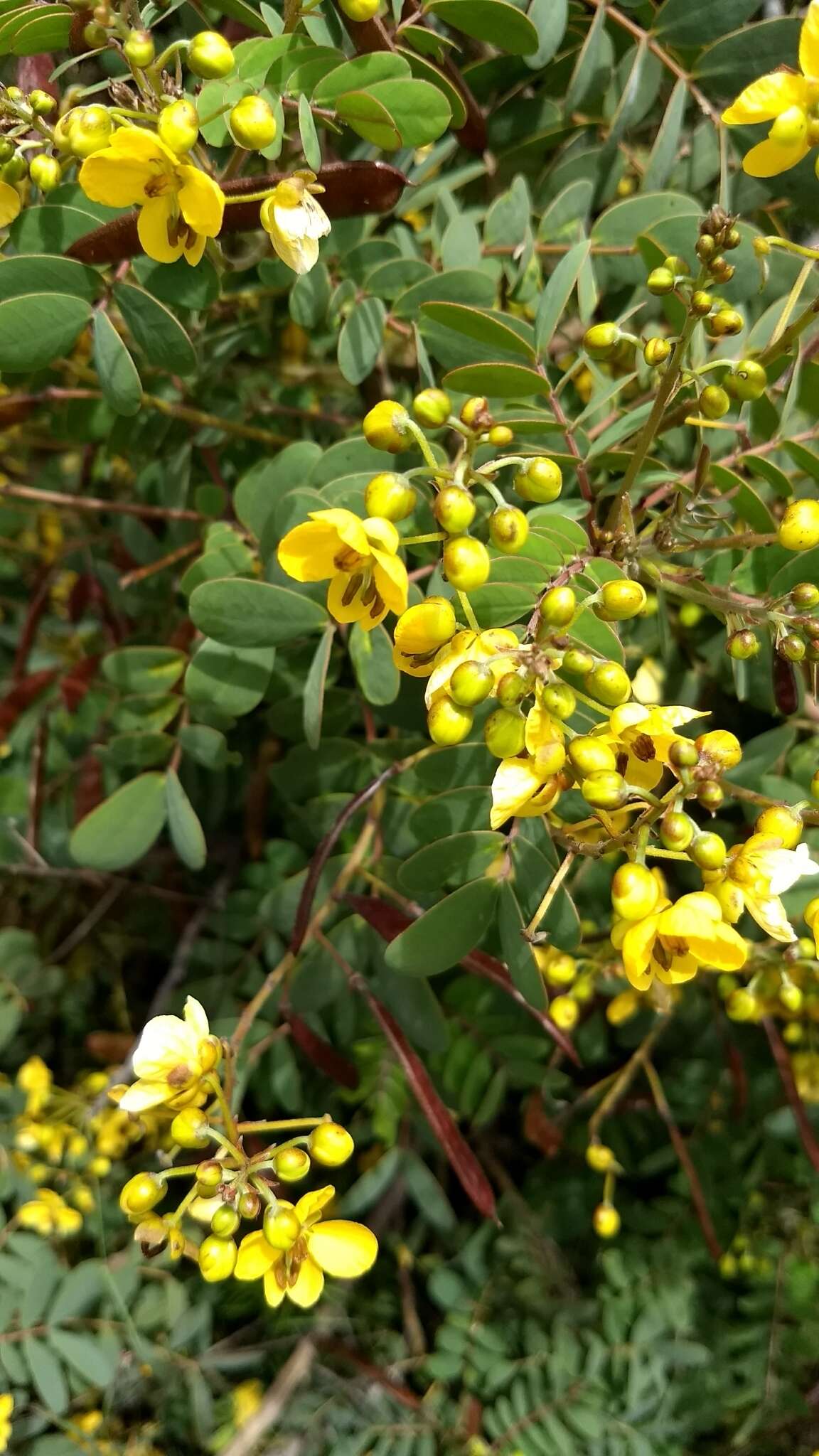 Image of Senna polyantha (Collad.) H. S. Irwin & Barneby