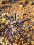 Eryngium dilatatum Lam. resmi