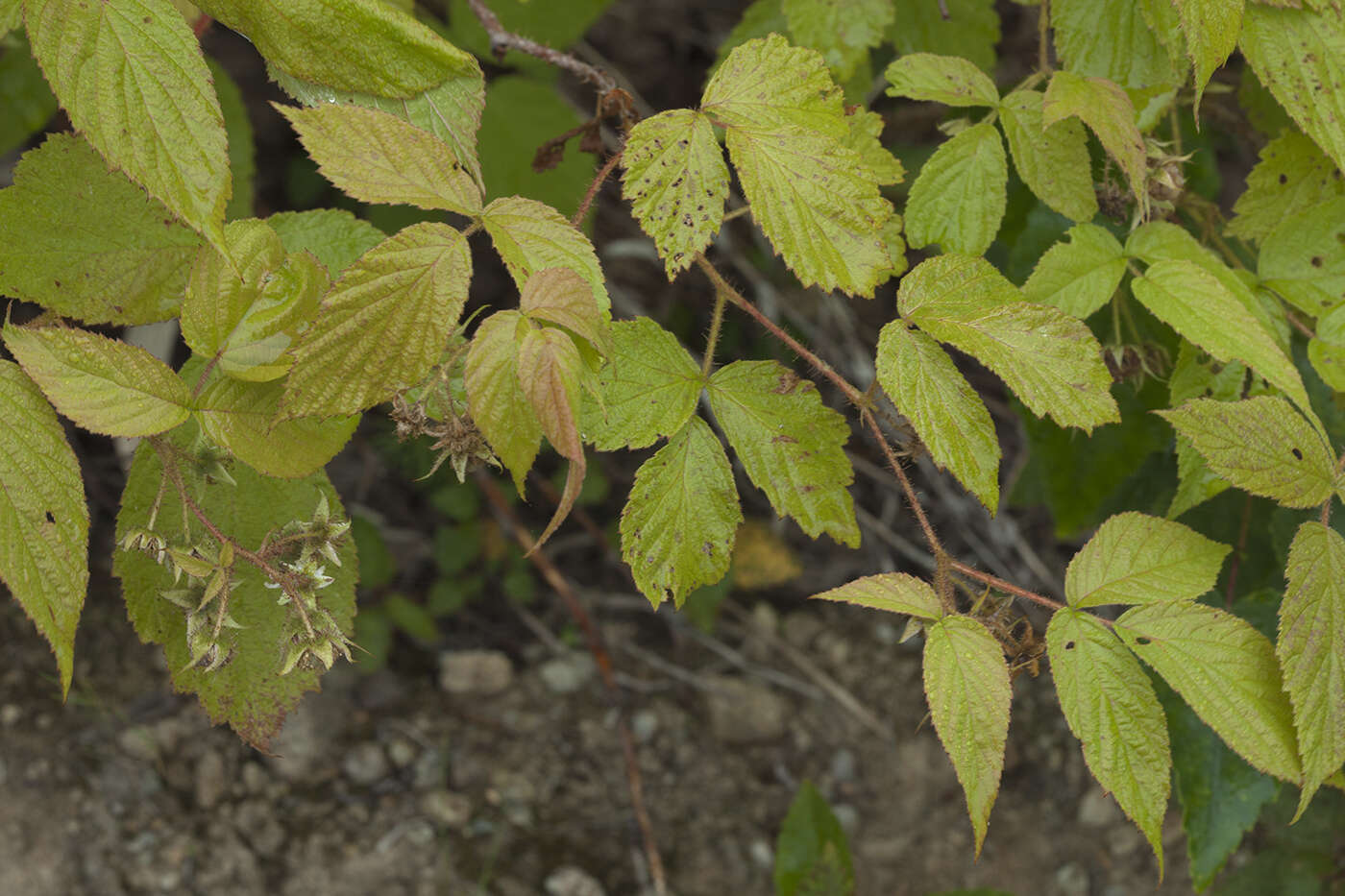 Image of Rubus melanolasius (Dieck) Focke