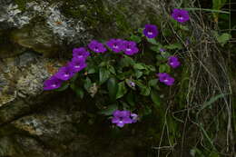 Image of Achimenes patens Benth.