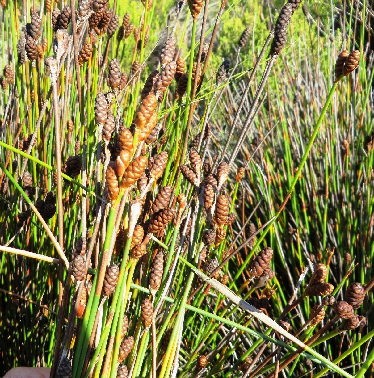 Nevillea obtusissimus (Steud.) H. P. Linder的圖片