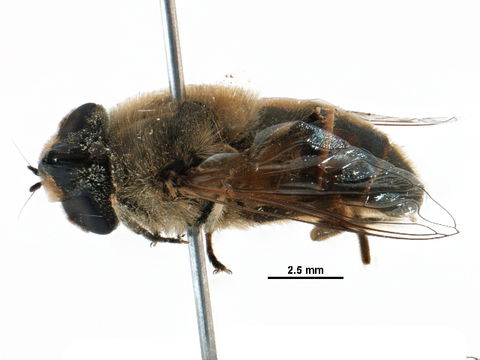 Image of <i>Eristalis tenax</i> (Linnaeus 1758)