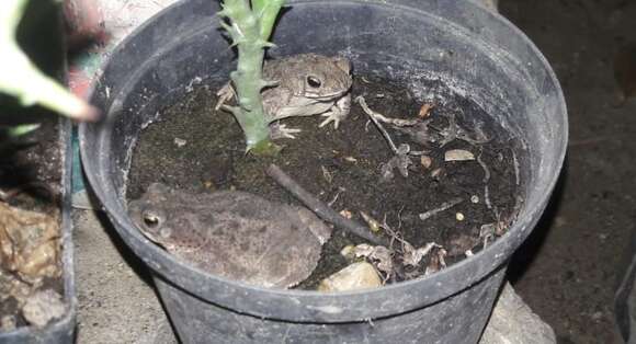 Image of Rhinella humboldti (Gallardo 1965)