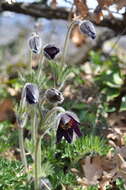 Image of mountain anemone