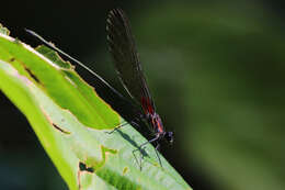 Image of Hetaerina fuscoguttata Selys 1878