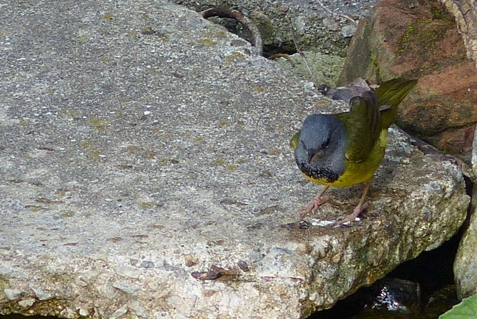 Image of Mourning Warbler