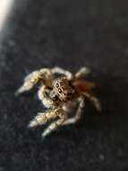 Image of Habronattus amicus (Peckham & Peckham 1909)