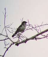 Image of African Forest Flycatcher