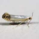 Image de Argyresthia apicimaculella Chambers 1874