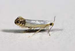 Image de Argyresthia apicimaculella Chambers 1874