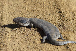 Image of Western blue-tongued lizard