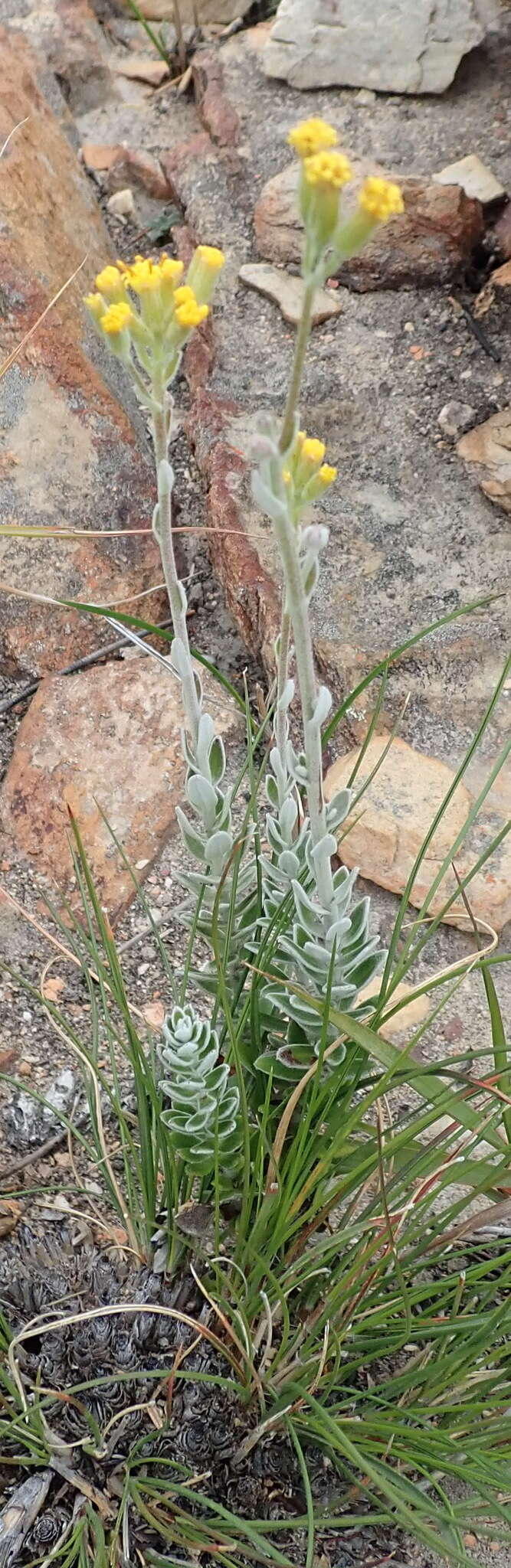 Plancia ëd Senecio pauciflosculosus C. Jeffrey